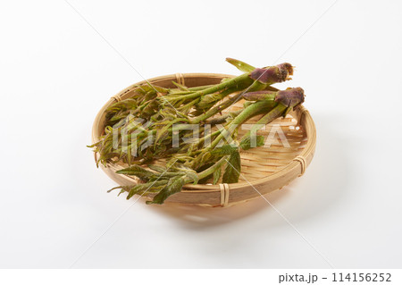 山菜タラの芽　白背景 114156252