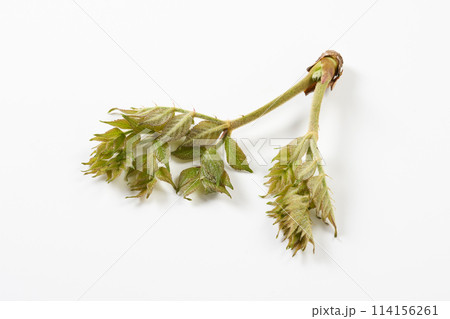 山菜タラの芽　白背景 114156261