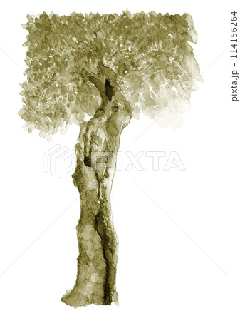 水彩で描いた大きな樫の古木のセピアトーンのイラスト【手描き】白バック コピースペースあり 水彩で描いた大きな樫の古木のセピアトーンのイラスト【手描き】白バック コピースペースあり 114156264