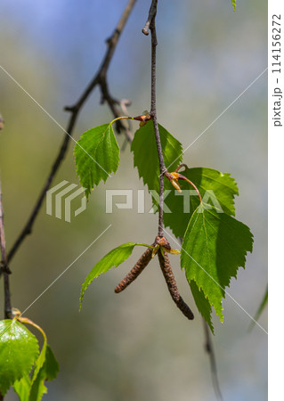 A birch branch with green leaves and earrings. Allergies due to spring blooms and pollen A birch branch with green leaves and earrings. Allergies due to spring blooms and pollen 114156272