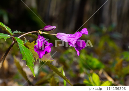 Dentaria glandulosa. Purple flowers in the spring forest Dentaria glandulosa. Purple flowers in the spring forest 114156298