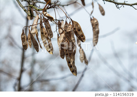 Close up of a brown color 'Robinia pseudoacacia' seed pod against a bright nature background 114156319