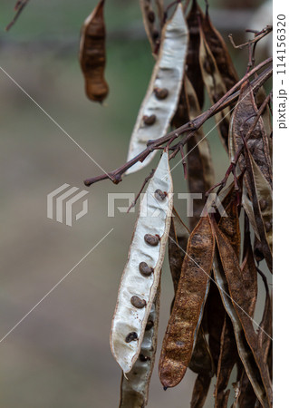 Close up of a brown color 'Robinia pseudoacacia' seed pod against a bright nature background 114156320