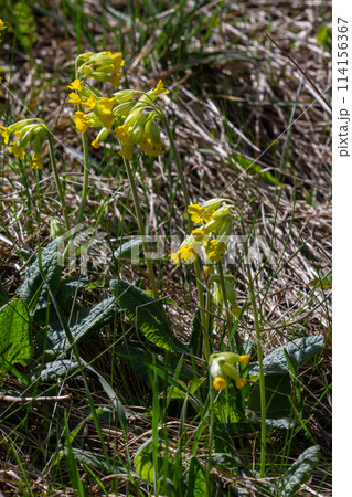 Yellow Primula veris cowslip, common cowslip, cowslip primrose on soft green background.Selective focus Yellow Primula veris cowslip, common cowslip, cowslip primrose on soft green background.Selective focus 114156367