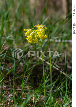 Yellow Primula veris cowslip, common cowslip, cowslip primrose on soft green background.Selective focus 114156368