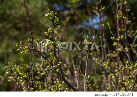 Buds prunus avium, commonly called wild cherry, sweet cherry, gean, or bird cherry. Budbreak. Springtime 114156371