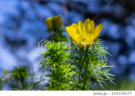 Pheasant's eye, or yellow pheasant's eye Adonis vernalis blooming in spring steppe Pheasant's eye, or yellow pheasant's eye Adonis vernalis blooming in spring steppe 114156377