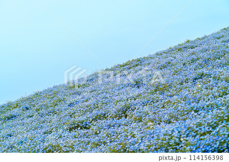 ネモフィラの丘 114156398