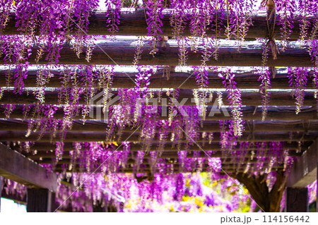 【京都風景】気品のある紫の花　鳥羽の藤 114156442