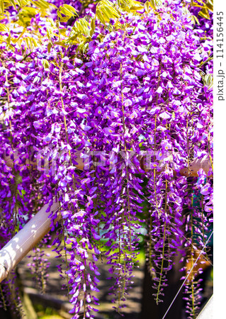 【京都風景】気品のある紫の花　鳥羽の藤 114156445