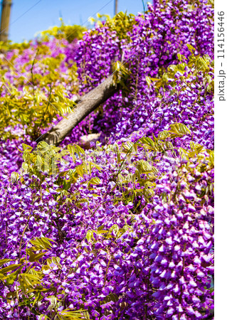 【京都風景】気品のある紫の花 鳥羽の藤 【京都風景】気品のある紫の花 鳥羽の藤 114156446