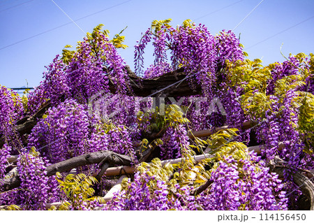 【京都風景】気品のある紫の花　鳥羽の藤 114156450