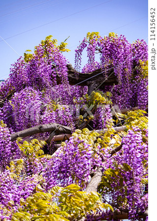 【京都風景】気品のある紫の花 鳥羽の藤 【京都風景】気品のある紫の花 鳥羽の藤 114156452