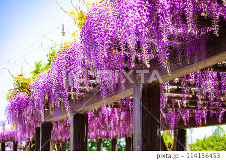 【京都風景】気品のある紫の花　鳥羽の藤 114156453