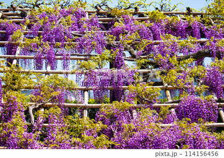 【京都風景】気品のある紫の花　鳥羽の藤 114156456
