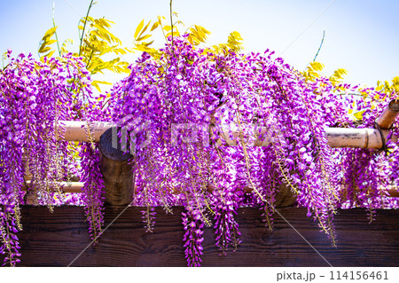 【京都風景】気品のある紫の花　鳥羽の藤 114156461