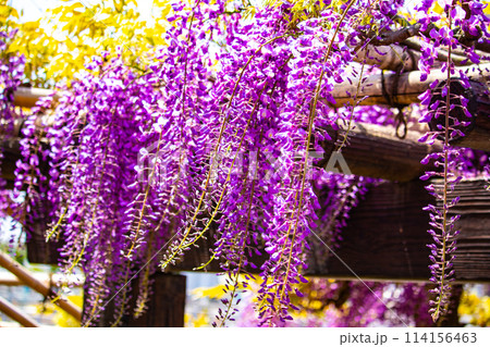 【京都風景】気品のある紫の花　鳥羽の藤 114156463