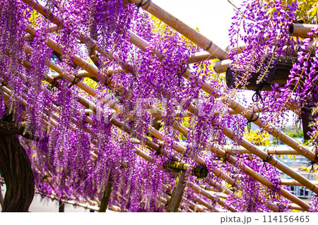 【京都風景】気品のある紫の花 鳥羽の藤 【京都風景】気品のある紫の花 鳥羽の藤 114156465