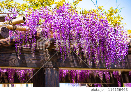 【京都風景】気品のある紫の花 鳥羽の藤 【京都風景】気品のある紫の花 鳥羽の藤 114156468