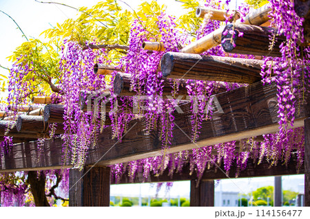 【京都風景】気品のある紫の花 鳥羽の藤 【京都風景】気品のある紫の花 鳥羽の藤 114156477