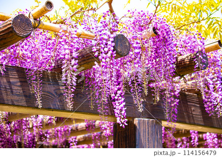 【京都風景】気品のある紫の花 鳥羽の藤 【京都風景】気品のある紫の花 鳥羽の藤 114156479
