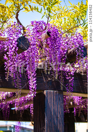 【京都風景】気品のある紫の花 鳥羽の藤 【京都風景】気品のある紫の花 鳥羽の藤 114156482