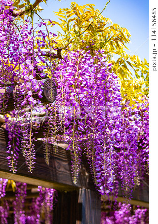 【京都風景】気品のある紫の花 鳥羽の藤 【京都風景】気品のある紫の花 鳥羽の藤 114156485