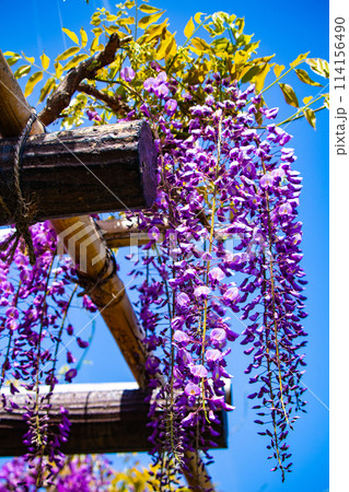 【京都風景】気品のある紫の花 鳥羽の藤 【京都風景】気品のある紫の花 鳥羽の藤 114156490