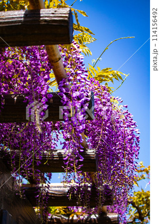 【京都風景】気品のある紫の花　鳥羽の藤 114156492