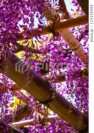 【京都風景】気品のある紫の花　鳥羽の藤 114156494