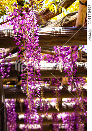 【京都風景】気品のある紫の花 鳥羽の藤 【京都風景】気品のある紫の花 鳥羽の藤 114156498