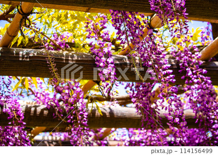 【京都風景】気品のある紫の花　鳥羽の藤 114156499