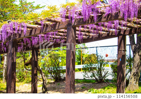 【京都風景】気品のある紫の花 鳥羽の藤 【京都風景】気品のある紫の花 鳥羽の藤 114156508