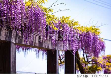 【京都風景】気品のある紫の花 鳥羽の藤 【京都風景】気品のある紫の花 鳥羽の藤 114156534