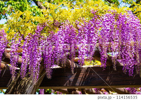 【京都風景】気品のある紫の花　鳥羽の藤 114156535