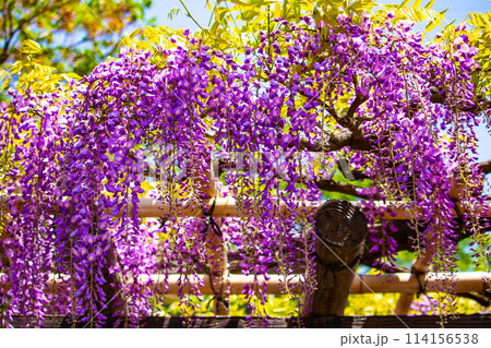 【京都風景】気品のある紫の花　鳥羽の藤 114156538