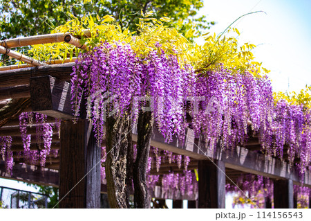 【京都風景】気品のある紫の花　鳥羽の藤 114156543