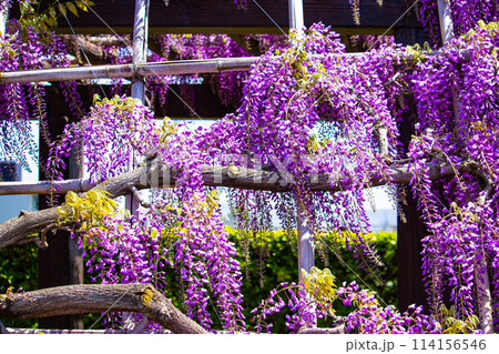 【京都風景】気品のある紫の花　鳥羽の藤 114156546