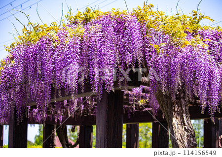 【京都風景】気品のある紫の花 鳥羽の藤 【京都風景】気品のある紫の花 鳥羽の藤 114156549