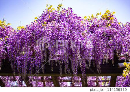 【京都風景】気品のある紫の花　鳥羽の藤 114156550
