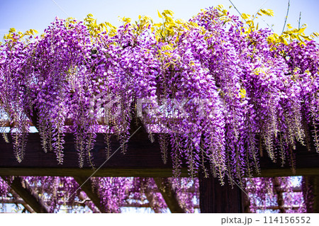 【京都風景】気品のある紫の花　鳥羽の藤 114156552