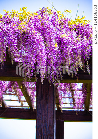 【京都風景】気品のある紫の花　鳥羽の藤 114156553