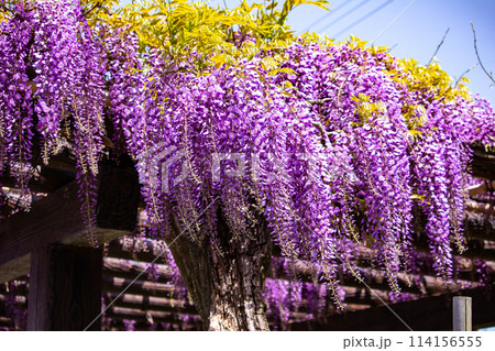 【京都風景】気品のある紫の花　鳥羽の藤 114156555