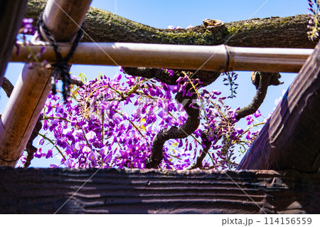 【京都風景】気品のある紫の花 鳥羽の藤 【京都風景】気品のある紫の花 鳥羽の藤 114156559