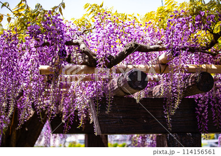 【京都風景】気品のある紫の花　鳥羽の藤 114156561