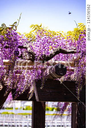 【京都風景】気品のある紫の花 鳥羽の藤 【京都風景】気品のある紫の花 鳥羽の藤 114156562