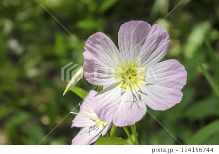 ヒルザキツキミソウ 114156744