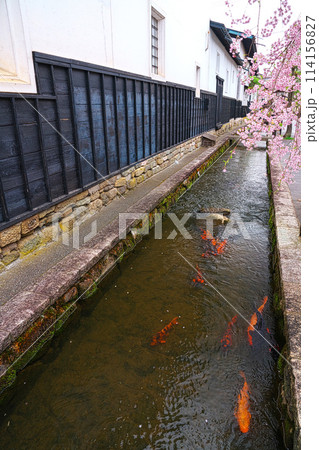 飛騨古川、瀬戸川の鯉と桜の白壁土蔵街 飛騨古川、瀬戸川の鯉と桜の白壁土蔵街 114156827