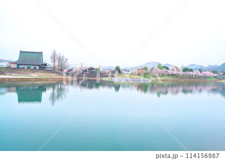 飛騨古川、宮川と千代の松原公園の桜 飛騨古川、宮川と千代の松原公園の桜 114156987