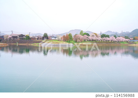 飛騨古川、宮川と千代の松原公園の桜 飛騨古川、宮川と千代の松原公園の桜 114156988